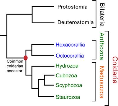 Global Neuropeptide Annotations From the Genomes and Transcriptomes of Cubozoa, Scyphozoa, Staurozoa (Cnidaria: Medusozoa), and Octocorallia (Cnidaria: Anthozoa)